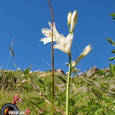 Lis de St Bruno_Ecrins