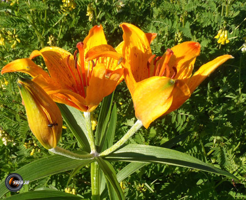 Lis orangé sauvage_vallée du Vénéon