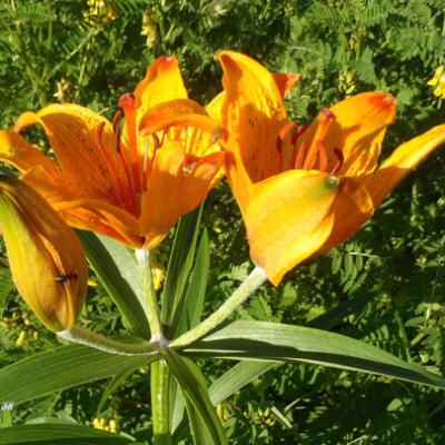 Lis orangé sauvage_vallée du Vénéon