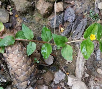 Lysimaque des bois_Chartreuse