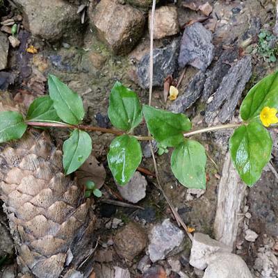 Lysimaque des bois_Chartreuse