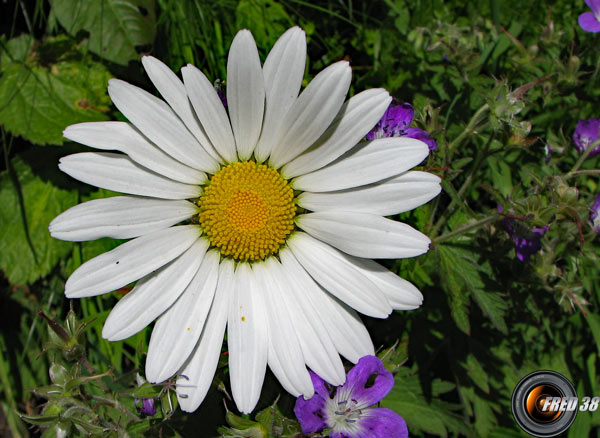 Marguerite (grande)_Belledonne