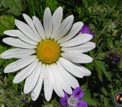 Marguerite (grande)_Belledonne