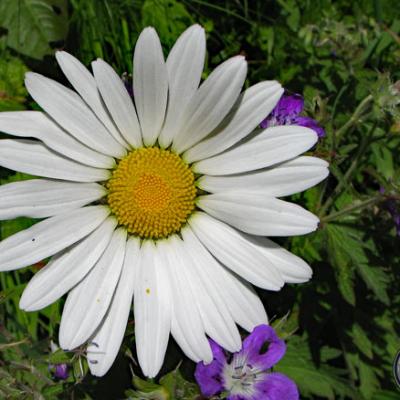 Marguerite (grande)_Belledonne