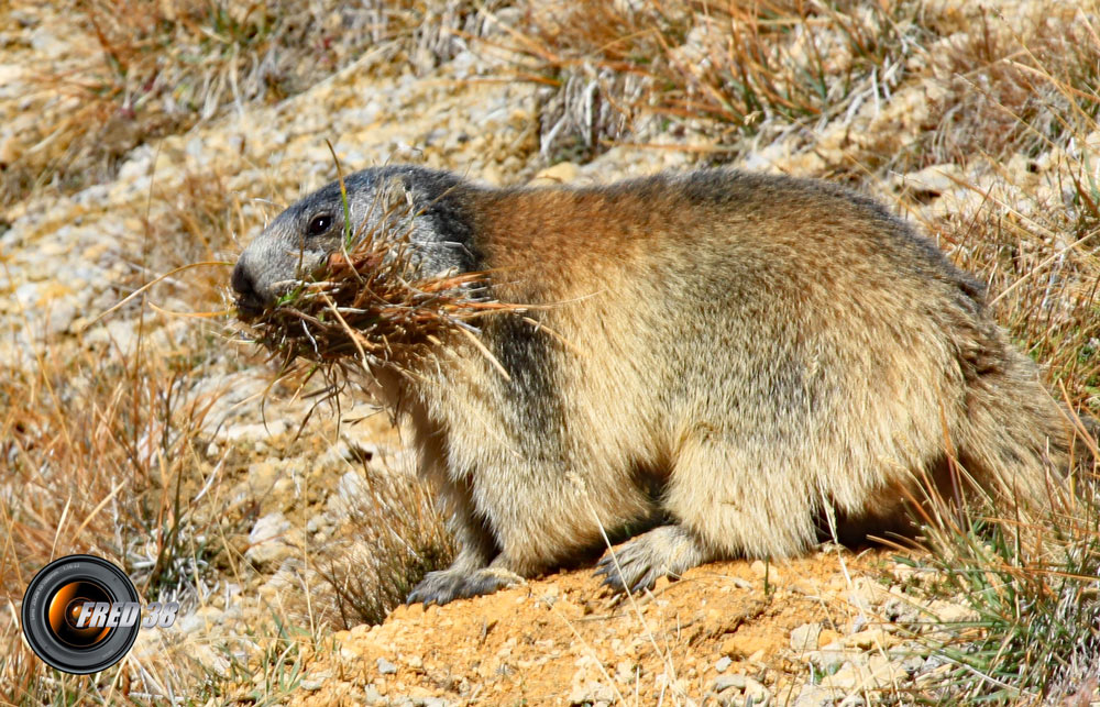 Marmottes fanant en Vanoise