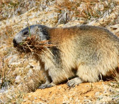 Marmottes fanant en Vanoise