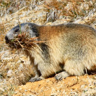 Marmottes fanant en Vanoise
