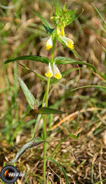 Mélampyre des prés_Dauphiné