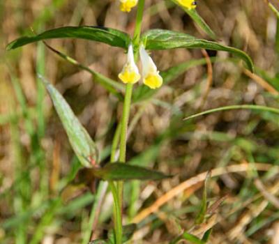 Mélampyre des prés_Dauphiné