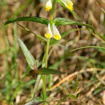 Mélampyre des prés_Dauphiné