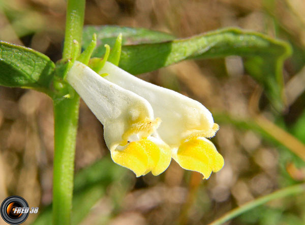 Mélampyre des prés2_Dauphiné