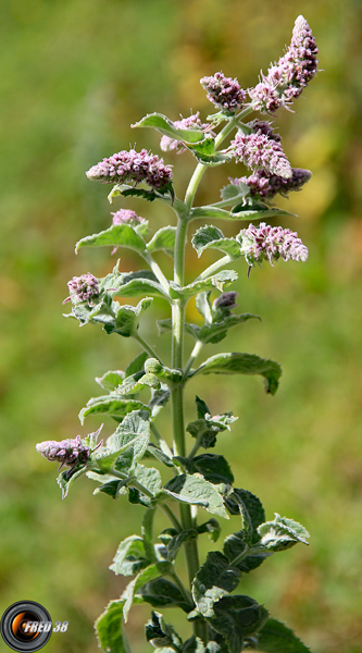 Menthe à longues feuilles1_Chablais