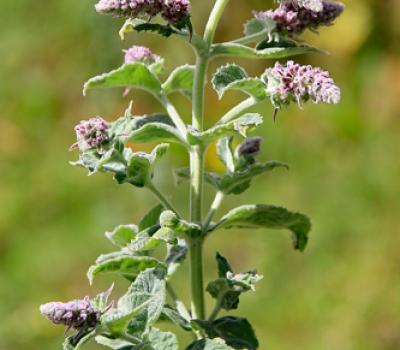 Menthe à longues feuilles1_Chablais