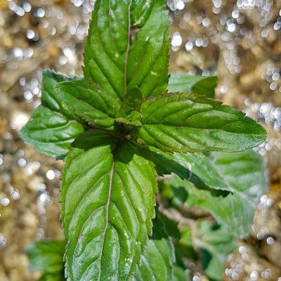 Menthe-poivrée2_Dauphiné
