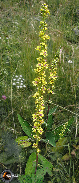 Molène blattaire2_Ecrins