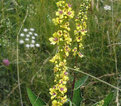 Molène blattaire2_Ecrins