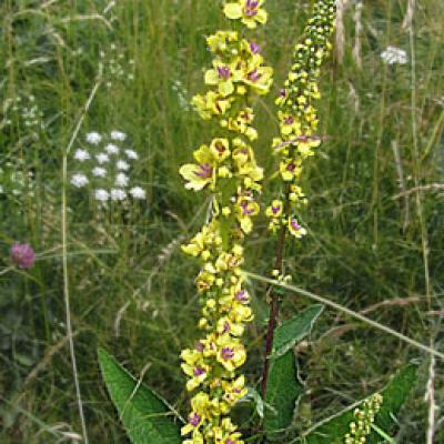 Molène blattaire2_Ecrins