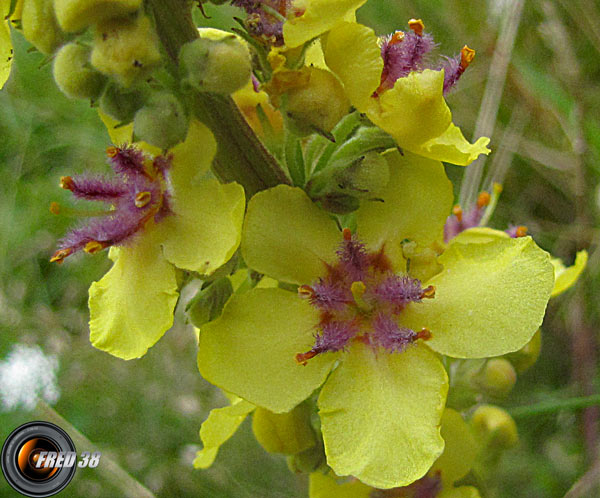 Molène blattaire_Ecrins