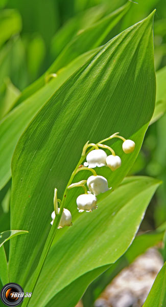 Muguet1_Bornes