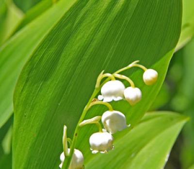 Muguet1_Bornes