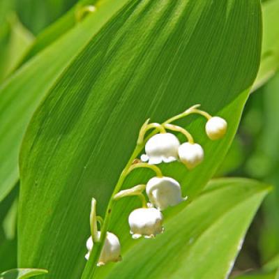 Muguet1_Bornes