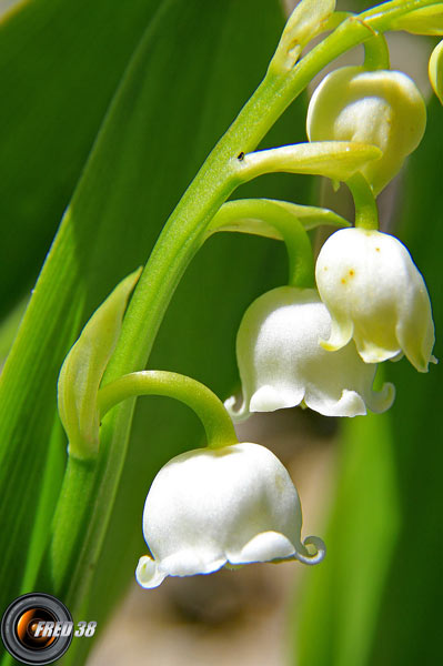 Muguet2_Bornes