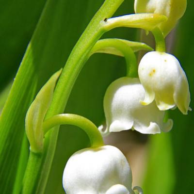 Muguet2_Bornes