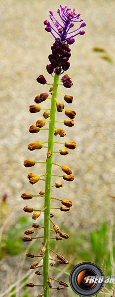 Muscari-à-toupet1_Dauphiné