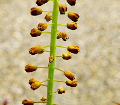 Muscari-à-toupet1_Dauphiné