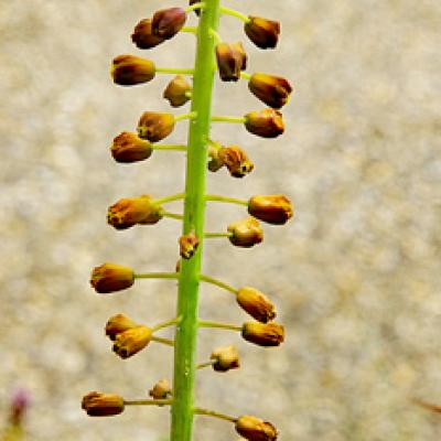 Muscari-à-toupet1_Dauphiné