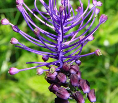 Muscari à toupet2_Dauphiné