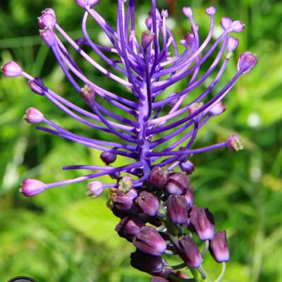 Muscari à toupet2_Dauphiné