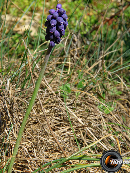 Muscari botryoide_Dauphiné