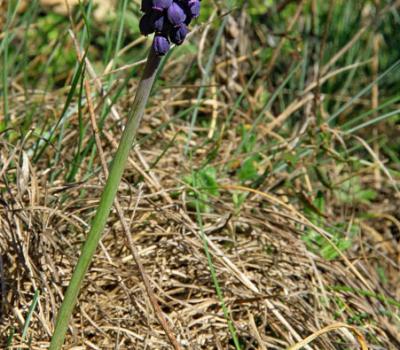 Muscari botryoide_Dauphiné