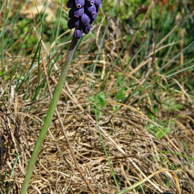 Muscari botryoide_Dauphiné