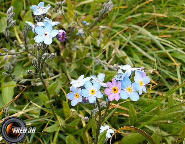 Myosotis des Alpes_Diois