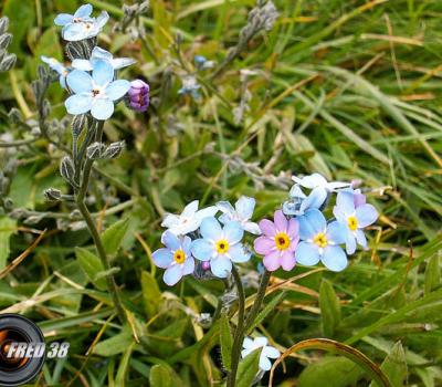 Myosotis des Alpes_Diois