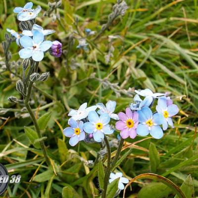 Myosotis des Alpes_Diois