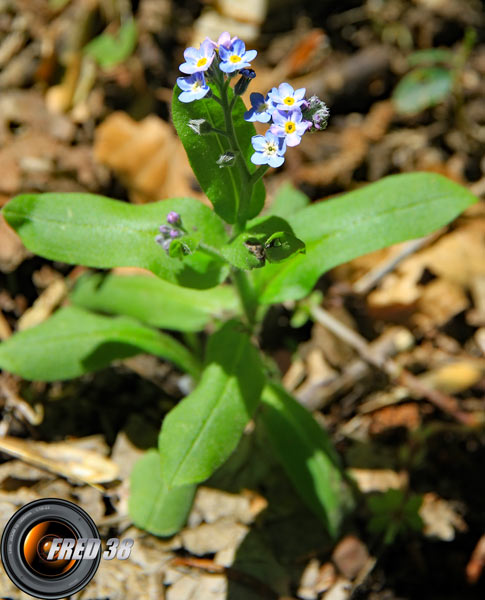 Myosotis des Alpes_Vercors