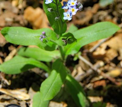 Myosotis des Alpes_Vercors