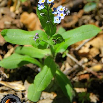 Myosotis des Alpes_Vercors