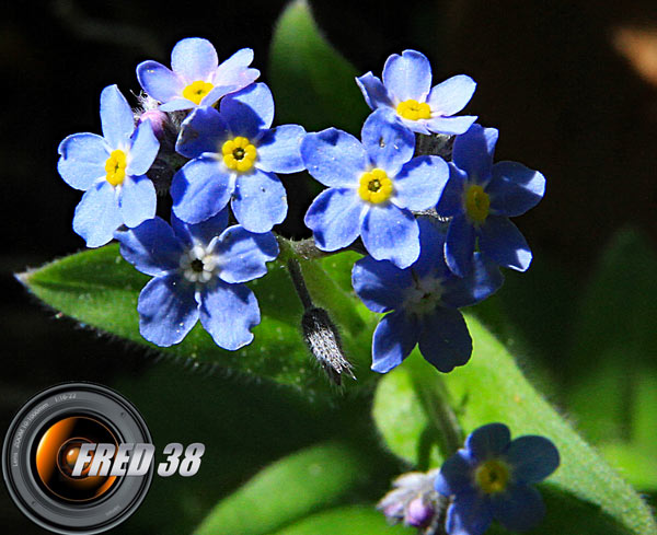 Myosotis des Alpes2_Vercors