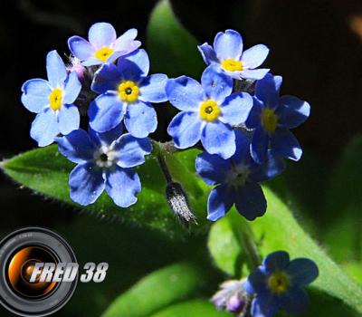 Myosotis des Alpes2_Vercors