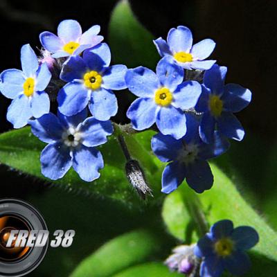 Myosotis des Alpes2_Vercors