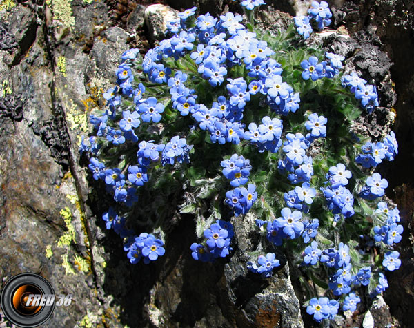 Myosotis retombant_Dévoluy