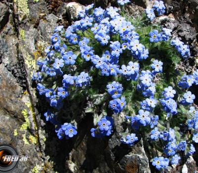 Myosotis retombant_Dévoluy