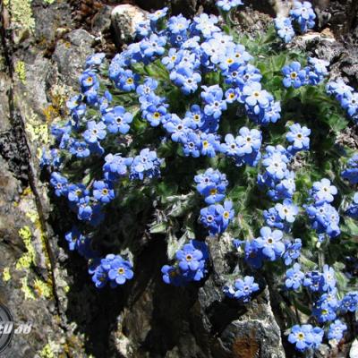 Myosotis retombant_Dévoluy
