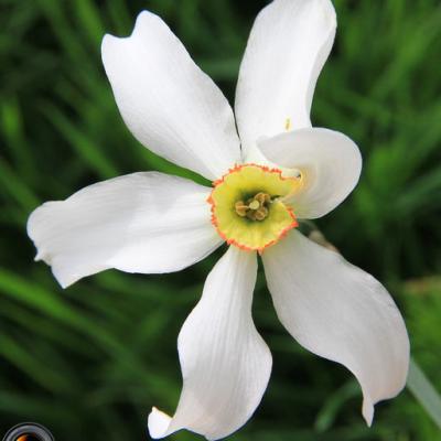 Narcisse2_Dévoluy