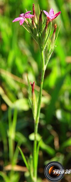 Oeillet Armérie_Chartreuse