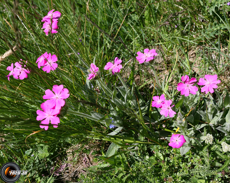 Oeillet de Grenoble_Belledonne